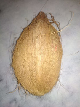 Picture of Poojan Madrasi Brown Coconut/ Nariyal