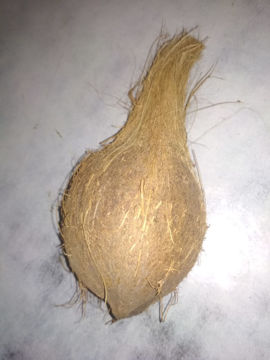 Picture of Poojan kalikat Brown Coconut/SUKHA Nariyal