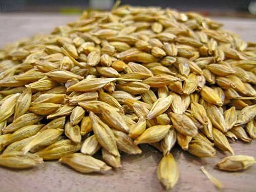 Picture of Poojan Barley / Jo / Jau / Jawa (500gm)