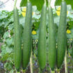 Picture of Green Gilkhi / Sponge Gourd (250g)