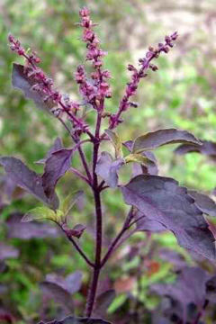 Picture of Shyam tulsi plant